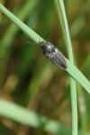 Cidnopus pilosus