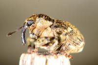 Nedyus quadrimaculatus
