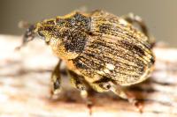 Nedyus quadrimaculatus