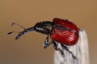 Tatianaerhynchites aequatus