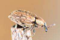 Hypera postica