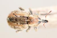 Hypera postica