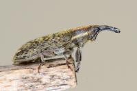 Lixus filiformis