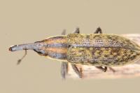 Lixus filiformis
