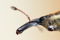 Lixus filiformis