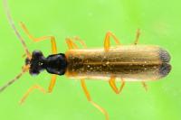 Rhagonycha lignosa