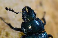 Platycerus caraboides