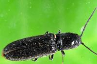 Nothodes parvulus