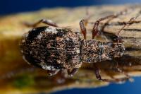 Polydrusus sparsus