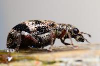 Polydrusus sparsus