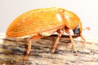 Byturus ochraceus