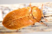 Byturus ochraceus