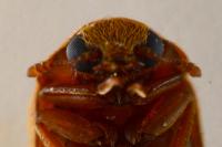 Byturus ochraceus