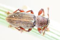 Polydrusus marginatus