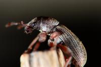 Polydrusus marginatus