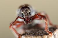 Polydrusus marginatus