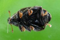 Orchestes hortorum