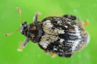 Orchestes hortorum