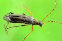 Grammoptera ruficornis