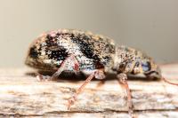 Polydrusus sparsus