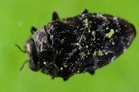 Trachys minutus