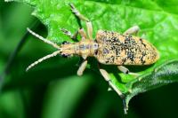 Rhagium sycophanta