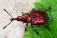 Rhynchites auratus