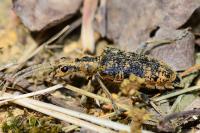 Rhagium sycophanta