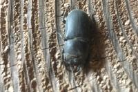 Dorcus parallelipipedus