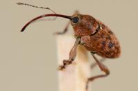 Curculio glandium