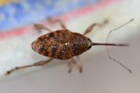 Curculio glandium