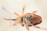 Curculio glandium