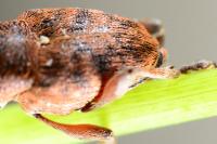 Curculio glandium