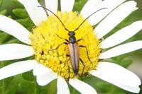 Stenurella melanura