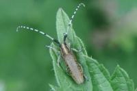 Agapanthia villosoviridescens
