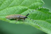 Agapanthia villosoviridescens