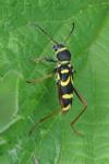 Clytus arietis