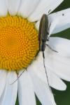 Agapanthia cardui
