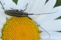 Agapanthia cardui