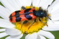 Trichodes alvearius