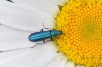 Psilothrix viridicoerulea