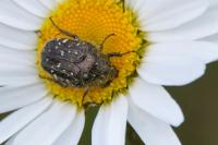 Oxythyrea funesta