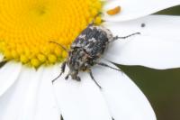 Valgus hemipterus