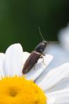 Athous haemorrhoidalis