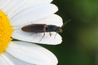 Athous haemorrhoidalis