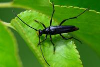 Rutpela nigra