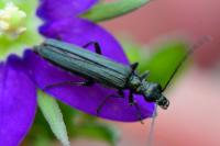 Oedemera lurida