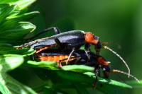 Cantharis fusca