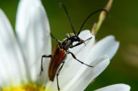 Stenurella bifasciata