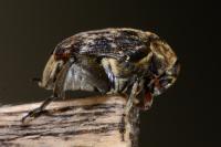 Bruchus rufimanus